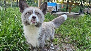 More saved foxes experience life outside a wire cage!