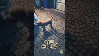 호치민 동네애들..    #animals #베트남여행 #강아지