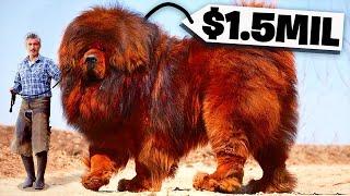 10 Most Expensive Animals IN THE WORLD