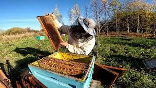 Коллапс пчёл  Пасека опустела