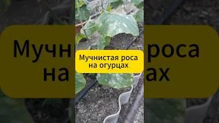 Мучнистая роса на огурцах. Легкое решение!#огород #дача  #огурцы #огурцывтеплице #мучнистаяроса