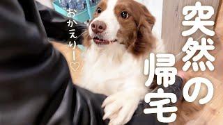 お昼寝中に突然パパが帰ってきた時の犬達の反応が可愛すぎた・・・(笑)【ボーダーコリー・オーストラリアンシェパード】