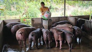 Pig farming, what kind of feed should be given to pigs to help them grow quickly? ( Ep 310 )