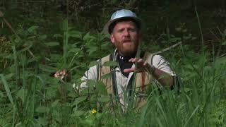 Foraging for Stinging Nettle