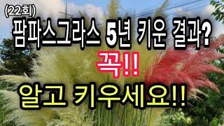 팜파스그라스 5년의 성장기록#핑크팜파스그라스 퇴출#팜파스그라스 봄맞이 준비#팜파스그라스 월동방법 #아름다운정원가꾸기 #전원주택 정원꾸미기