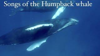 Sounds of Nature: mindblowing Humpback Whales singing