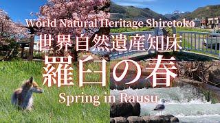 羅臼の春～命が芽吹く季節～Spring in Rausu - The Season of Life's Buds