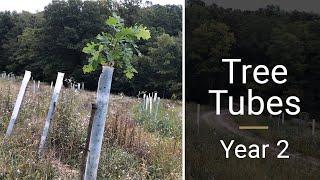 Tree tubes vs no tree tubes -- year 2.