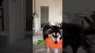 Funniest Dogs And Cats Videos  - Best Funny Animal Videos 2023  #14@mixanimal7L