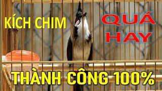 Chào mào | Chào mào hót đấu Chào mào luyện giọng hót hay ép bổi sổ bọng và căng lửa