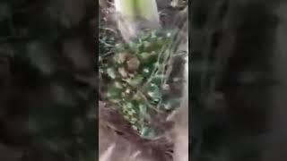 Transformation de noix de palme en l'huile de palme naturelle.   made in Maman Olive Kabila