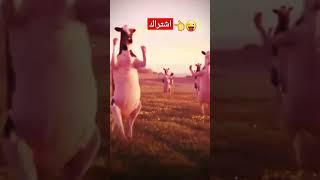 اغنيه عبودي بقر ترقص للاطفال