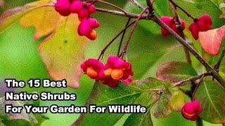 How to Make a Wildlife Friendly Hedge - The BEST Native Shrubs to Plant