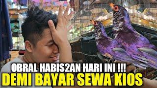 KIOS SIGIT PUYENG !!! SISA 510 EKOR BURUNG OMBYOKAN DIJUAL MURAH DEMI BAYAR SEWA KIOS