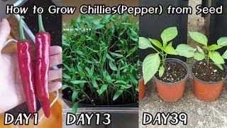 마트에서 구입한 고추 키워보기!ㅣHow to Grow chili(pepper)from Seed