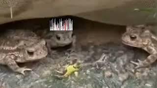  frog vs caterpillar