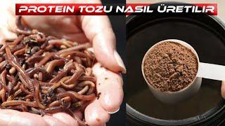 Protein Tozu Nasıl Üretilir ?