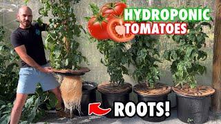 How to Grow Kratky Hydroponic Tomatoes