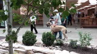 Dude a Great Dane / English Mastiff showing perfect obedience