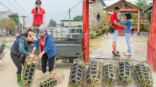 Timelapse: Buy Piglets To Raise - Cuong goes to work far away, Ngan takes care of the farm alone
