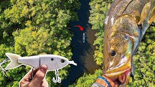 Chasing GIANT SNOOK in THE FLORIDA JUNGLE! (MY 2 BIGGEST EVER?) GLIDE BAIT VOL. 1
