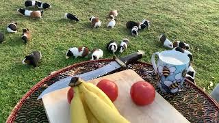 Guinea pigs need the sun and freedom