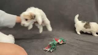 Coton de Tulear Puppies For Sale - Bailey 11/7/24