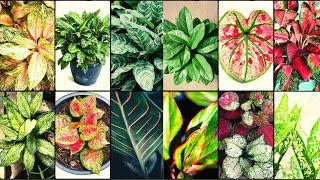 AGLAONEMA VARIETIES - Plants Weekly