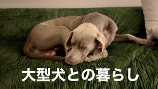 大型犬との暮らし