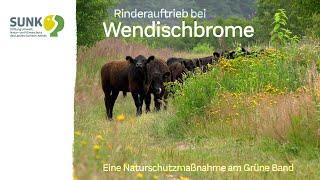 Das Grüne Band - Beweidung von Naturschutzflächen mit Galloway-Angus-Rindern