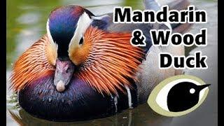 BTO Bird ID - Mandarin Duck & Wood Duck