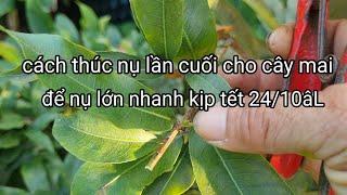 Cách làm cuối cùng để kích nụ mai lớn nhanh màu bông đẹp kịp tết /24/10âL.