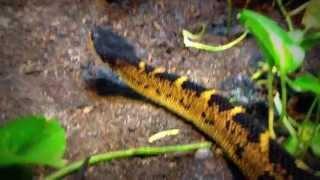 Black-Headed Bushmaster (Lachesis melanocephala)