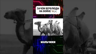 Как воевали верблюды во время великой отечественной #верблюды #верблюд #великая_отечественная_война