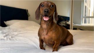 Mini dachshund enjoys a rare, sunny day!