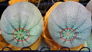 How to pick a sweet and juicy cantaloupe melon  Surprising Cantaloupe Taste Reveal，Life Hacks #tips