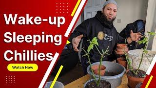 Rejuvinating overwintered chillies