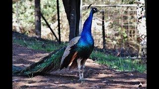 Peacock calls and Peahen calls