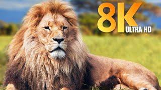 Animals & Wildlife 8K ULTRA HD • Relaxing Music and Nature Sounds 8K TV