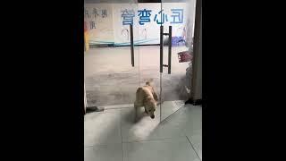 Dogs are afraid of thunder #dog #funnyvideos #fyp #funnydog