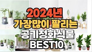 2024년 인기있는 공기정화식물 추천순위 TOP10