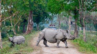 Safari in the Land of Rhinos - Kaziranga