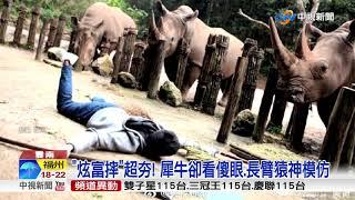 萌翻!飼養員"炫富摔" 長臂猿擔心繞圈直拍背│中視新聞 20181019