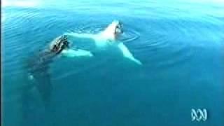 NON LETHAL research for whales - new scientific methods