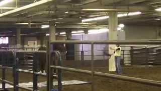 Reach Out to Horses demonstrates the art of horses at liberty at the RMHE