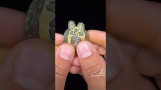 Two Headed Turtle!