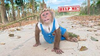 Unfortunate incident with monkey Cutis made online community feel sorry 