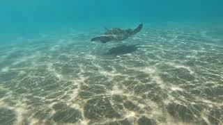 Beautiful sea turtle in Wailea, Maui