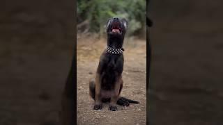 Belgian malinois’s era #youtubeshorts #dogbreed #ytshorts_