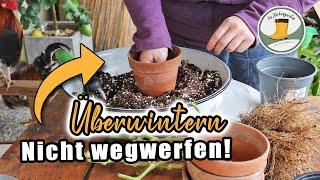   Meine TOP 6 Pflanzen zum Überwintern - es LOHNT sich! | Geranien, Chili, Paprika, Zitronen uvm.